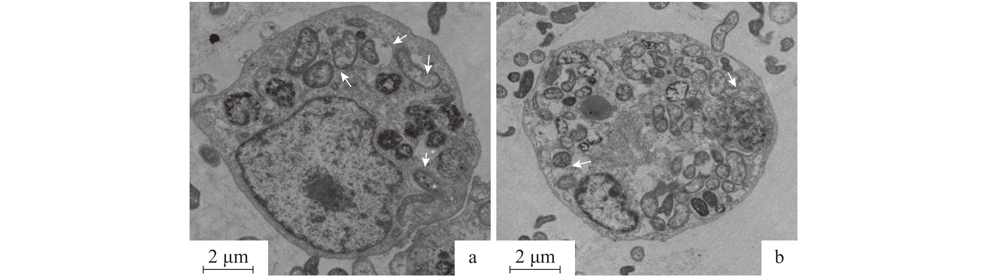 草鱼肠巨噬细胞的分离培养与鉴定